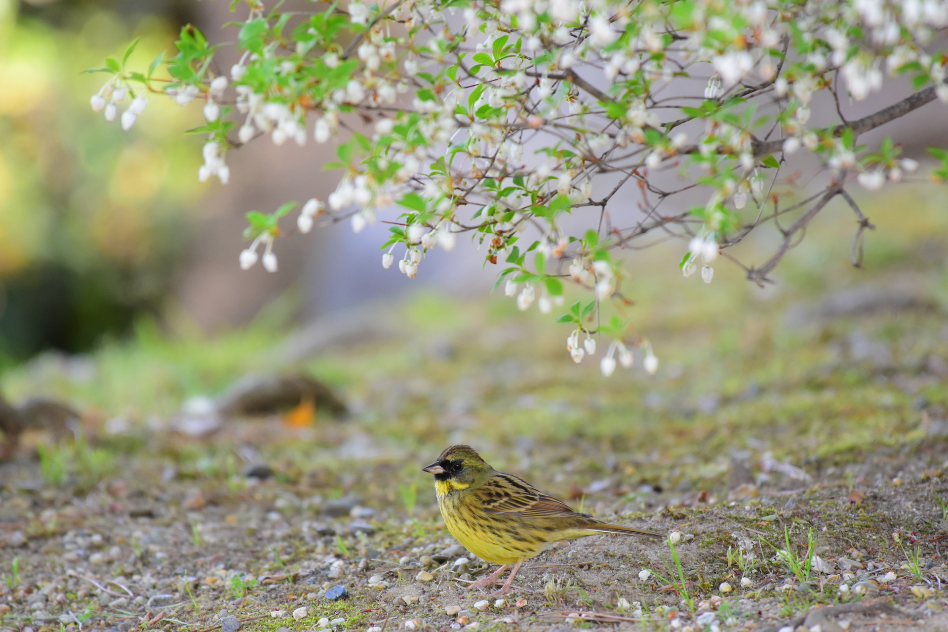 今月の鳥 アオジ ひなこのお散歩日記