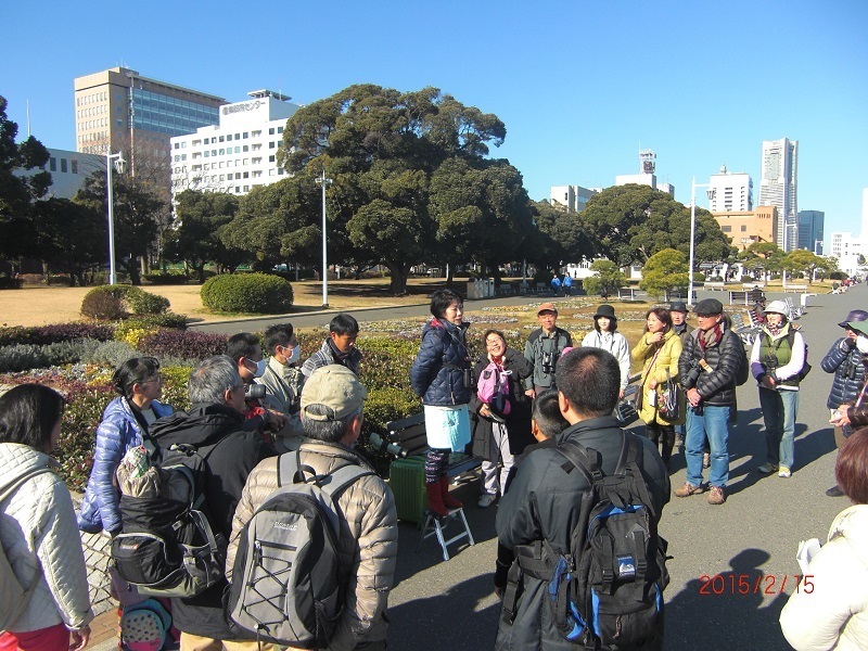 横浜 山下公園でバードウォッチング ひなこのお散歩日記